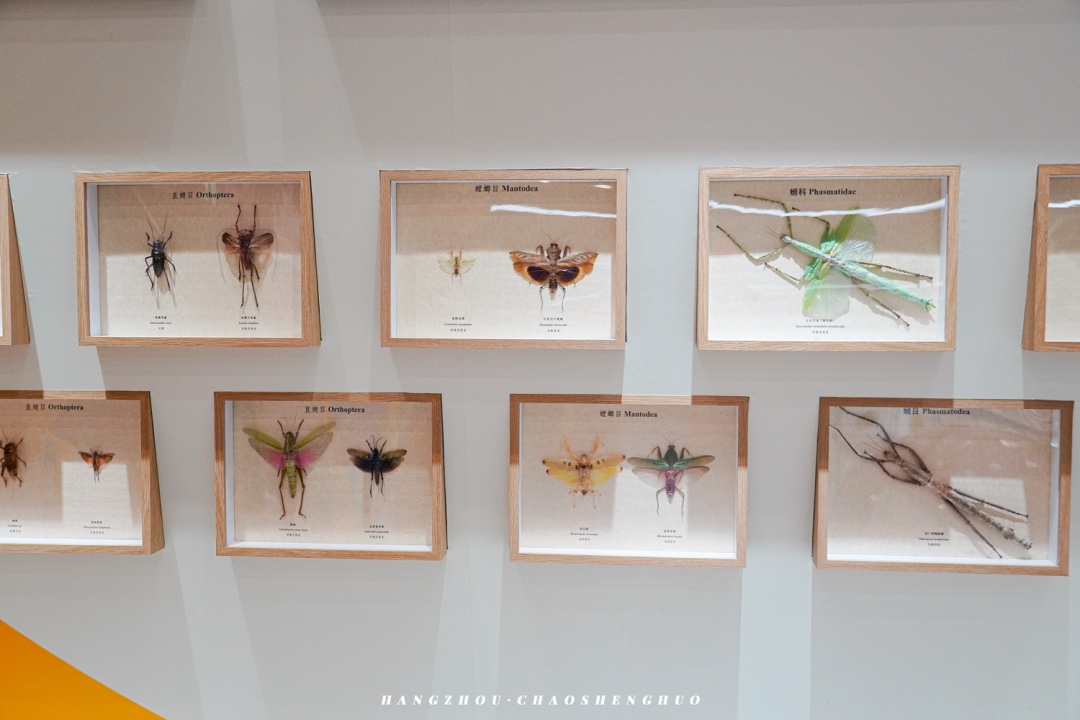 「隨蟲(chóng)去野」沉浸式昆蟲(chóng)展覽活動(dòng)帶你上一堂有趣的自然科普課